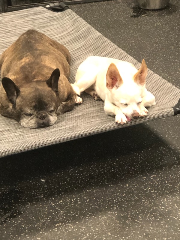 Two dogs resting at Dogtopia of Rocklin