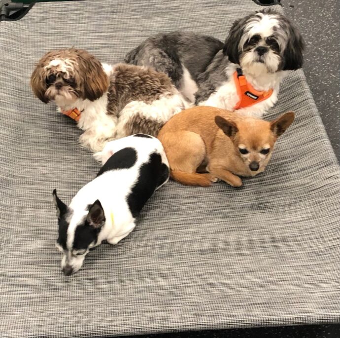 Group of dogs at Dogtopia of Rocklin