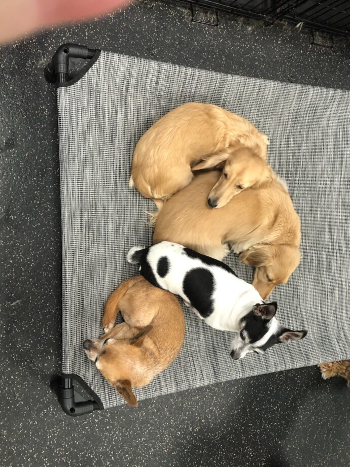 Group of dogs resting at Dogtopia of Rocklin