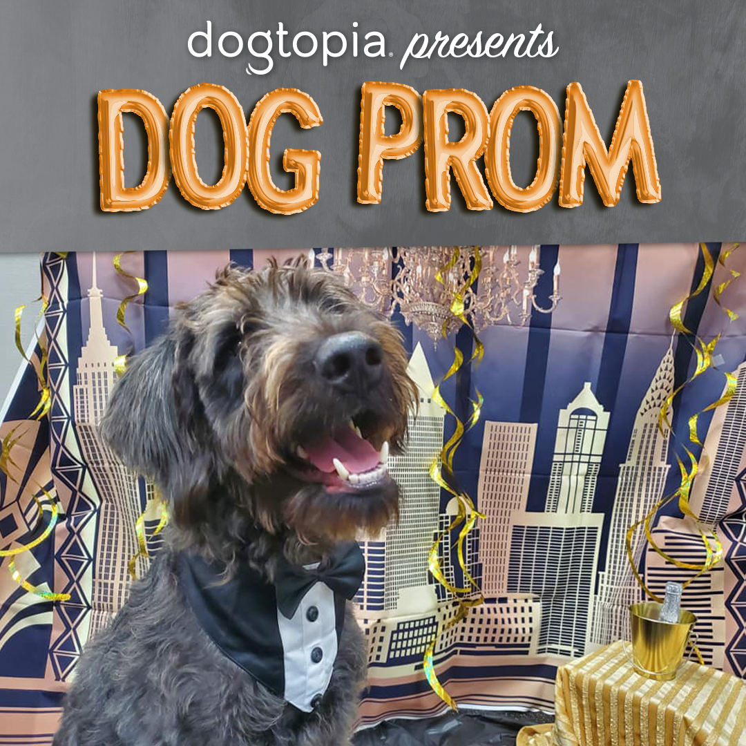 Dogtopia Prom Pictures - Deer Park