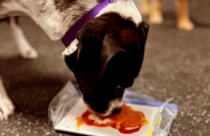 A dog doing lick art