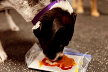 A dog doing lick art