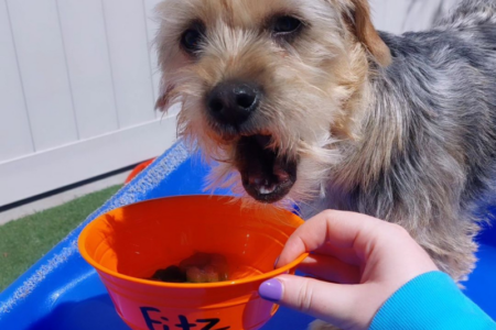 A terrier being fed