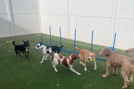 A group of dogs playing outside