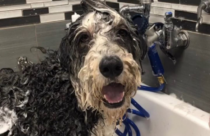 a dog getting a bath