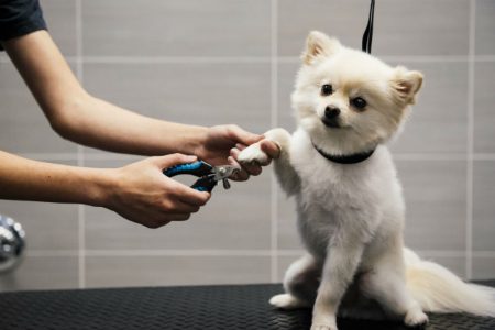 Small white dog getting its nails trimmed at Dogtopia of St. Peters Spa.