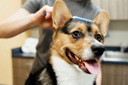 A dog is being brushed by a groomer at Dogtopia of St. Peters Spa.