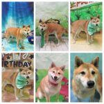 Dogtopia of Woodbridge