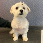 Dogtopia of Woodbridge(1)