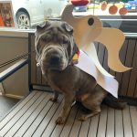 Dogtopia of Woodbridge