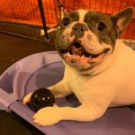 Dogtopia of Woodbridge