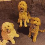 Dogtopia of Woodbridge