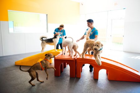 Certified coaches playing with five dogs at Dogtopia of [location] daycare.