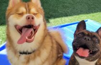 best dog friends outside at Dogtopia of Haywood Road
