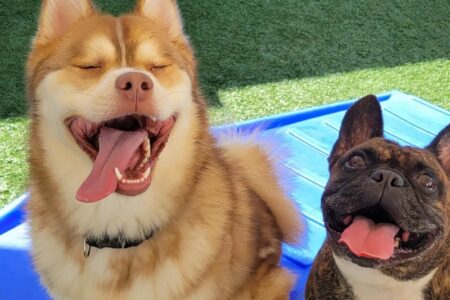 best dog friends outside at Dogtopia of Haywood Road