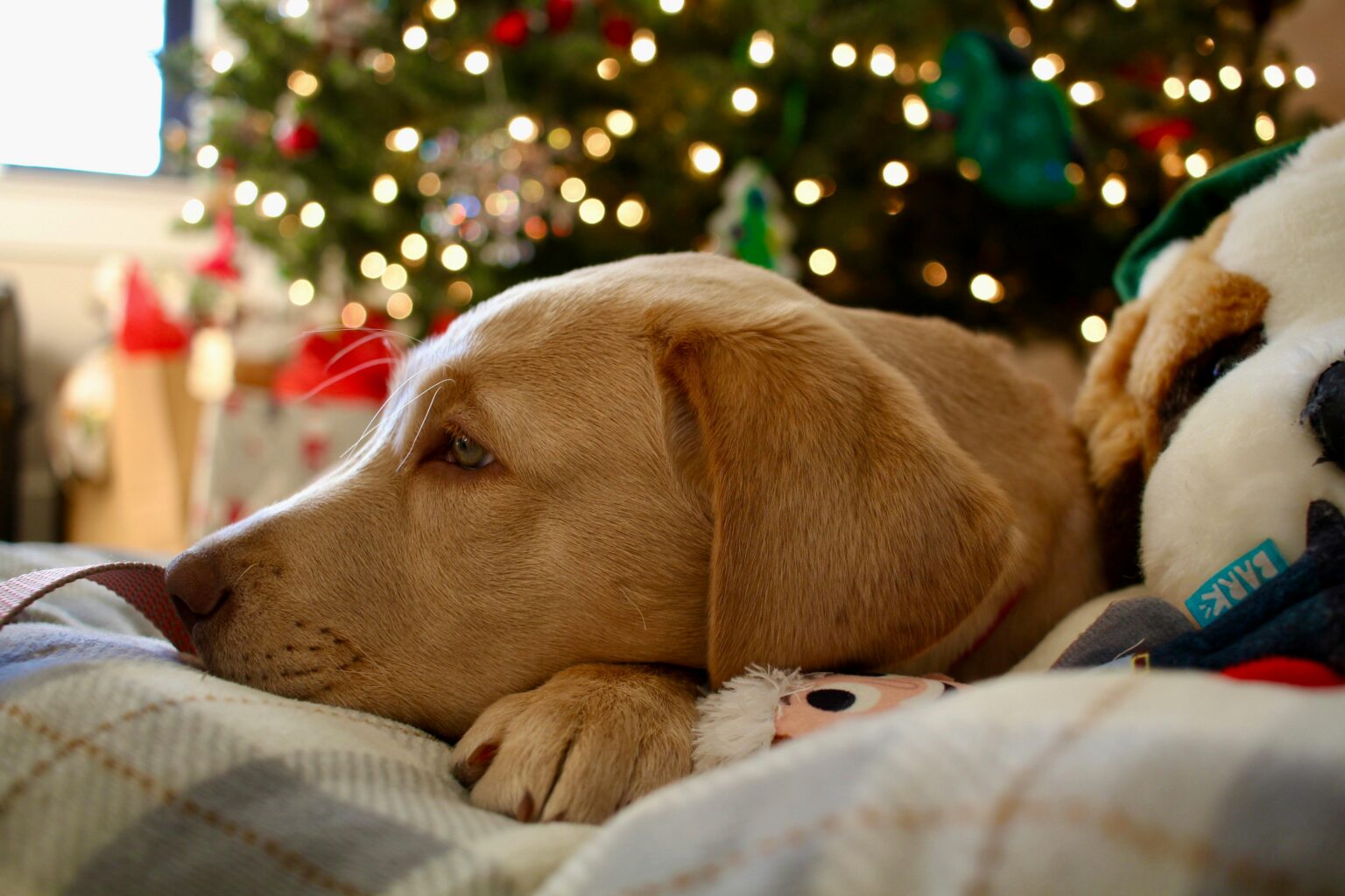 Dog resting in cozy holiday home to reduce holiday stress