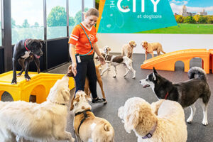 Dogs playing and interacting with staff at Dogtopia daycare, enjoying socialization and enrichment activities