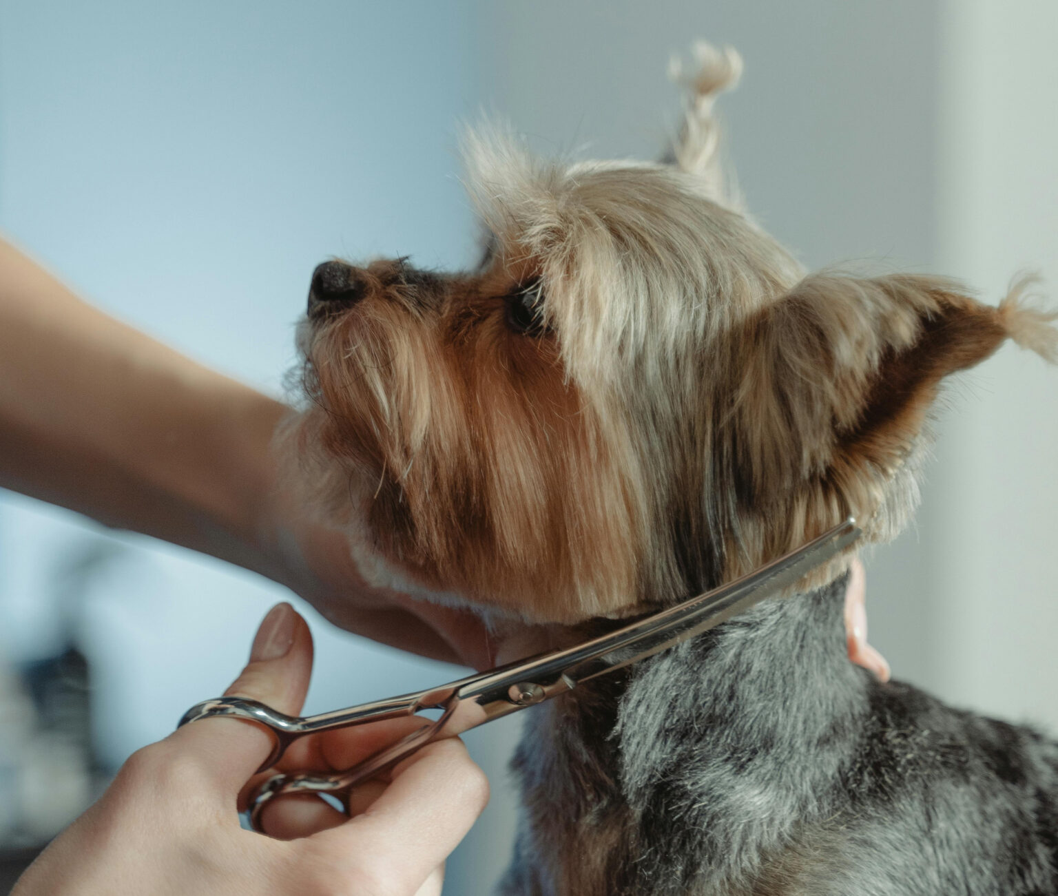 Dog receiving a professional haircut at Dogtopia of Geneva