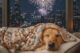 Dog sleeping under a blanket while fireworks go off in the background