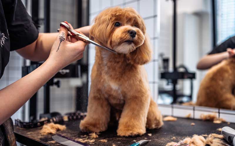 Dog Grooming