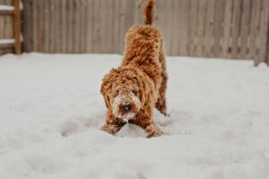 Doodle dog in a play bow in falling snow – winter safety for dogs