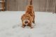 Doodle dog in a play bow in falling snow – winter safety for dogs