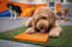 dog daycare wellness enrichment dog using lick mat in structured indoor play environment