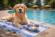 Golden retriever resting by a pool with water bowl on a hot summer day, showing safe hydration and cooling for dogs
