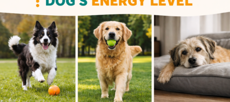 Dogs showing high, moderate, and low energy levels—active dog running, playful dog with ball, and calm dog resting indoors