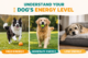 Dogs showing high, moderate, and low energy levels—active dog running, playful dog with ball, and calm dog resting indoors