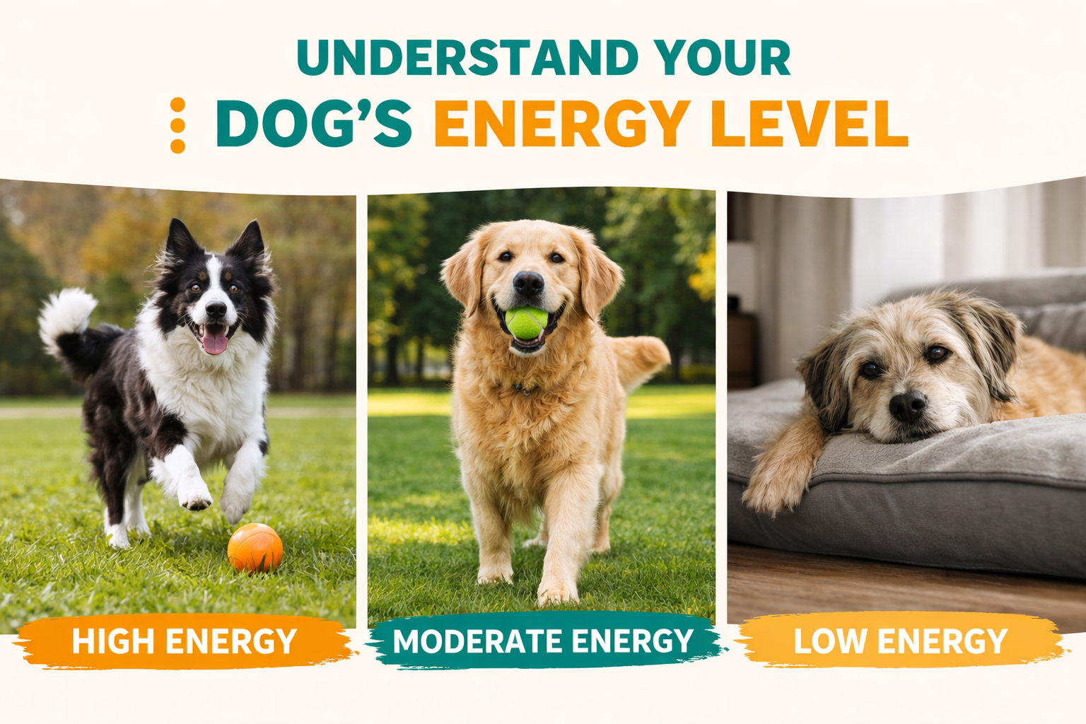 Dogs showing high, moderate, and low energy levels—active dog running, playful dog with ball, and calm dog resting indoors