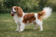 dog tail wagging cavalier king charles spaniel body language