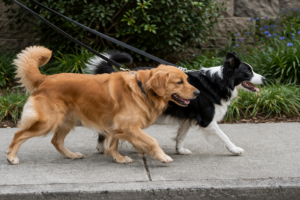 Two dogs walking side by side on leashes in a calm, parallel walk on a sidewalk
