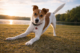 Dog body language example showing a happy dog play bow with relaxed posture and soft expression