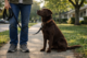 dog routine and consistency during a calm structured walk with a Chocolate Labrador