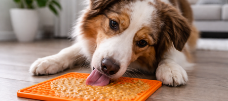 enrichment toys for dogs shown through a dog using a lick mat for mental stimulation