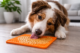enrichment toys for dogs shown through a dog using a lick mat for mental stimulation
