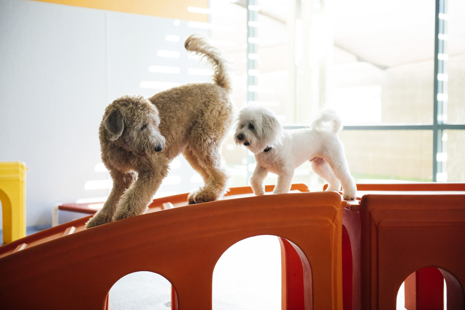 healthy dog play with balanced interaction on daycare agility equipment