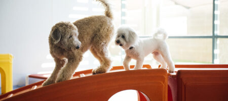 healthy dog play with balanced interaction on daycare agility equipment