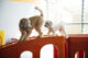 healthy dog play with balanced interaction on daycare agility equipment