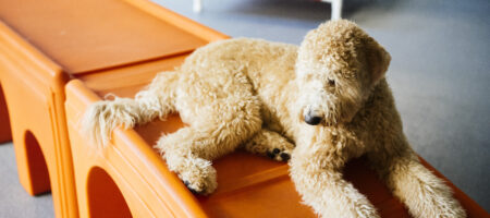 dog resting in daycare to prevent dog daycare overstimulation