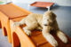 dog resting in daycare to prevent dog daycare overstimulation