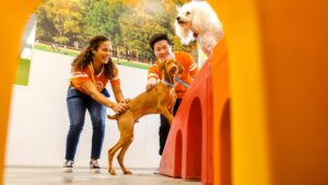 Dog daycare staff guiding dogs through structured play using agility equipment in a supervised indoor playroom