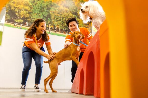 Dog daycare staff guiding dogs through structured play using agility equipment in a supervised indoor playroom