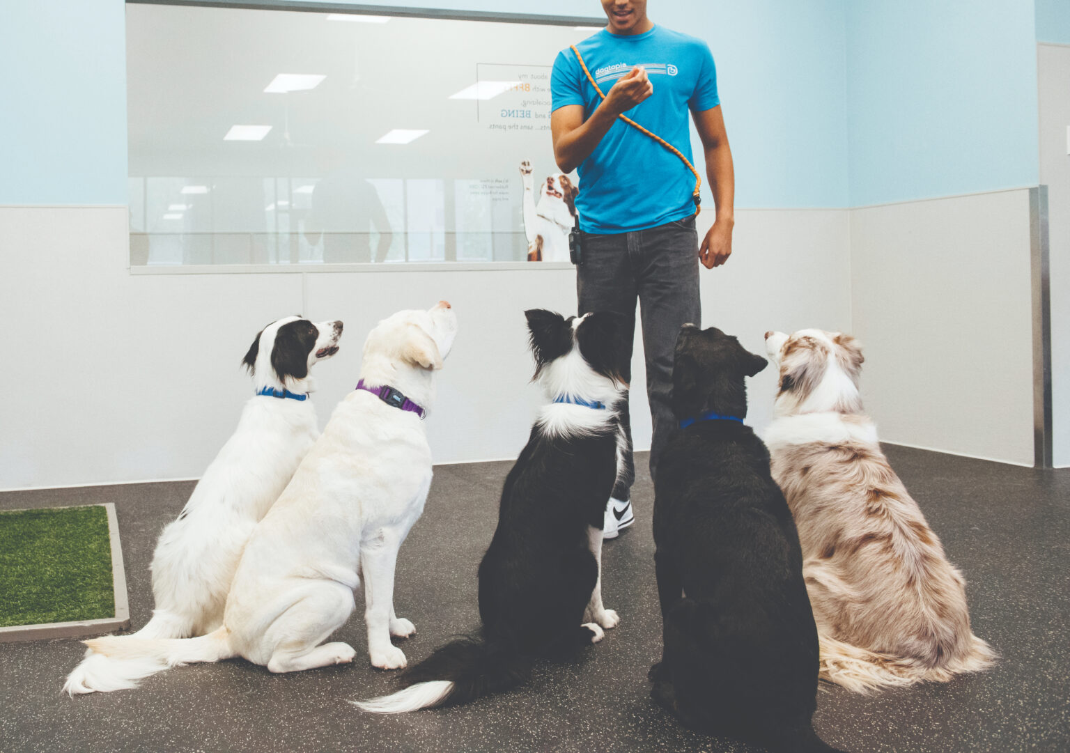 dogs practicing calm behavior and focus during training at daycare