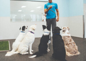 dogs practicing calm behavior and focus during training at daycare