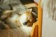 dog sleeping comfortably showing calm behavior and relaxation