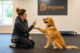 Dog trainer rewarding a golden retriever during a positive reinforcement training session at Dogtopia of Geneva