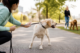 Dog distracted on a walk looking at another dog instead of listening to owner