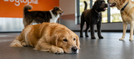 low energy dog resting calmly while other dogs play in daycare